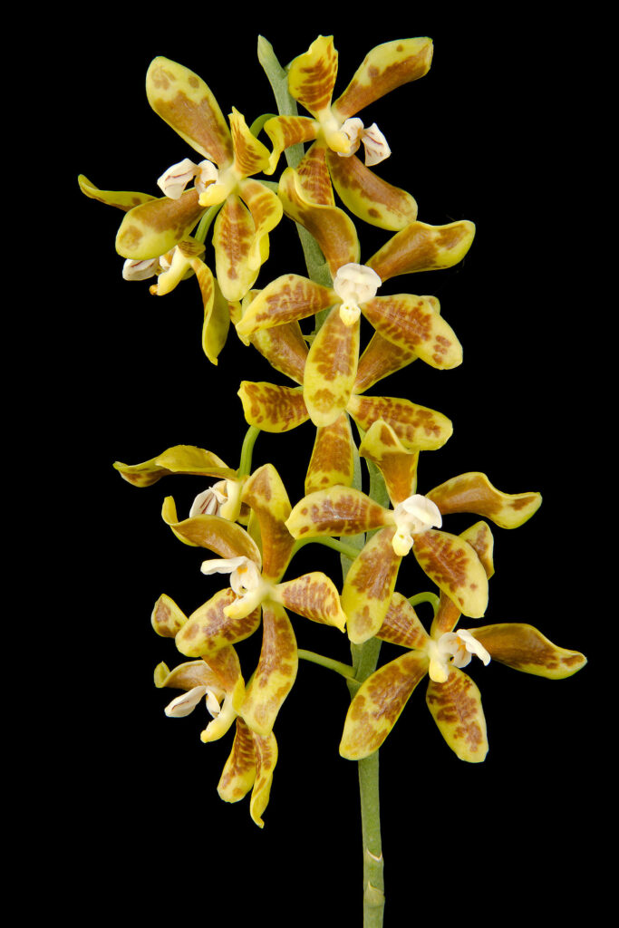 Phalaenopsis viridis