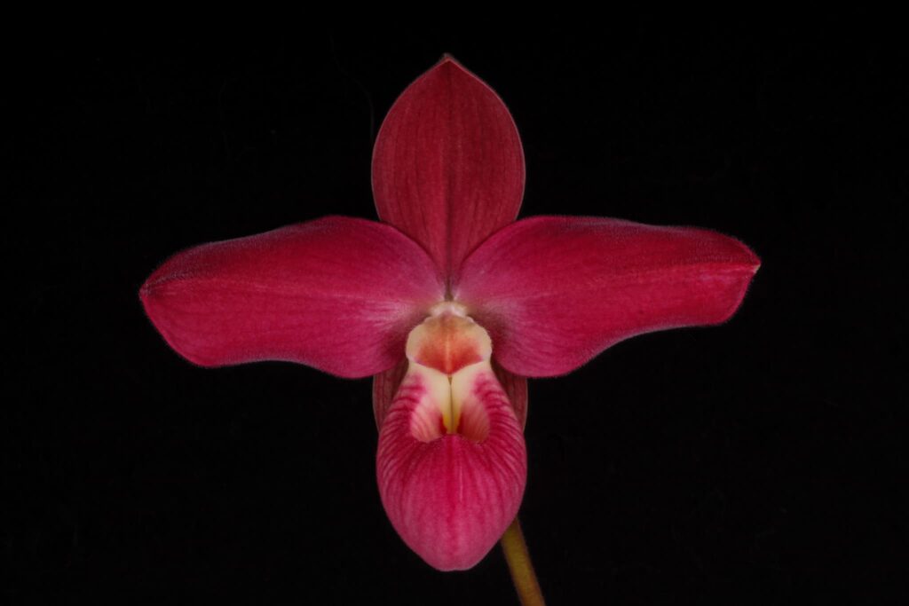 Phragmipedium Ackers Berry