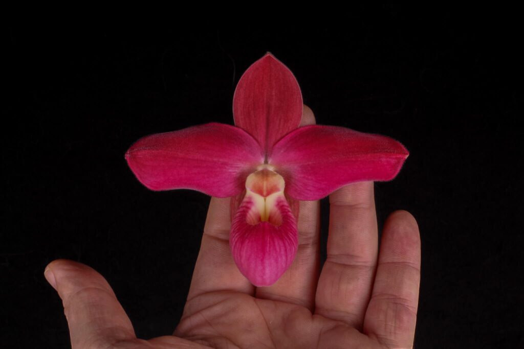 Phragmipedium Ackers Berry