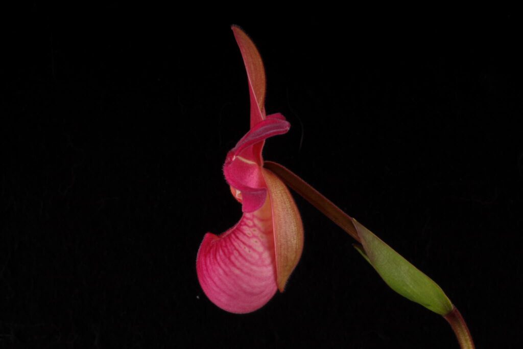 Phragmipedium Ackers Berry