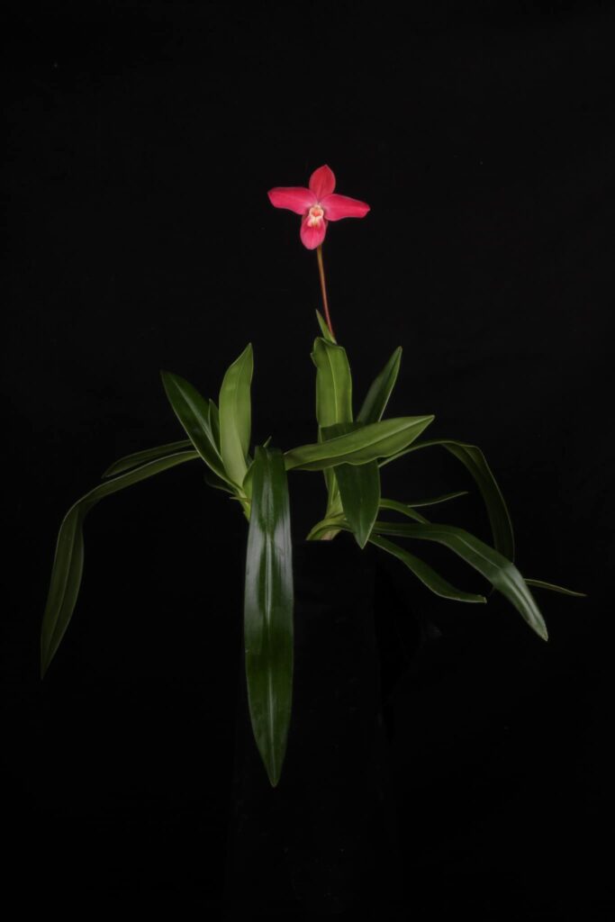 Phragmipedium Ackers Berry