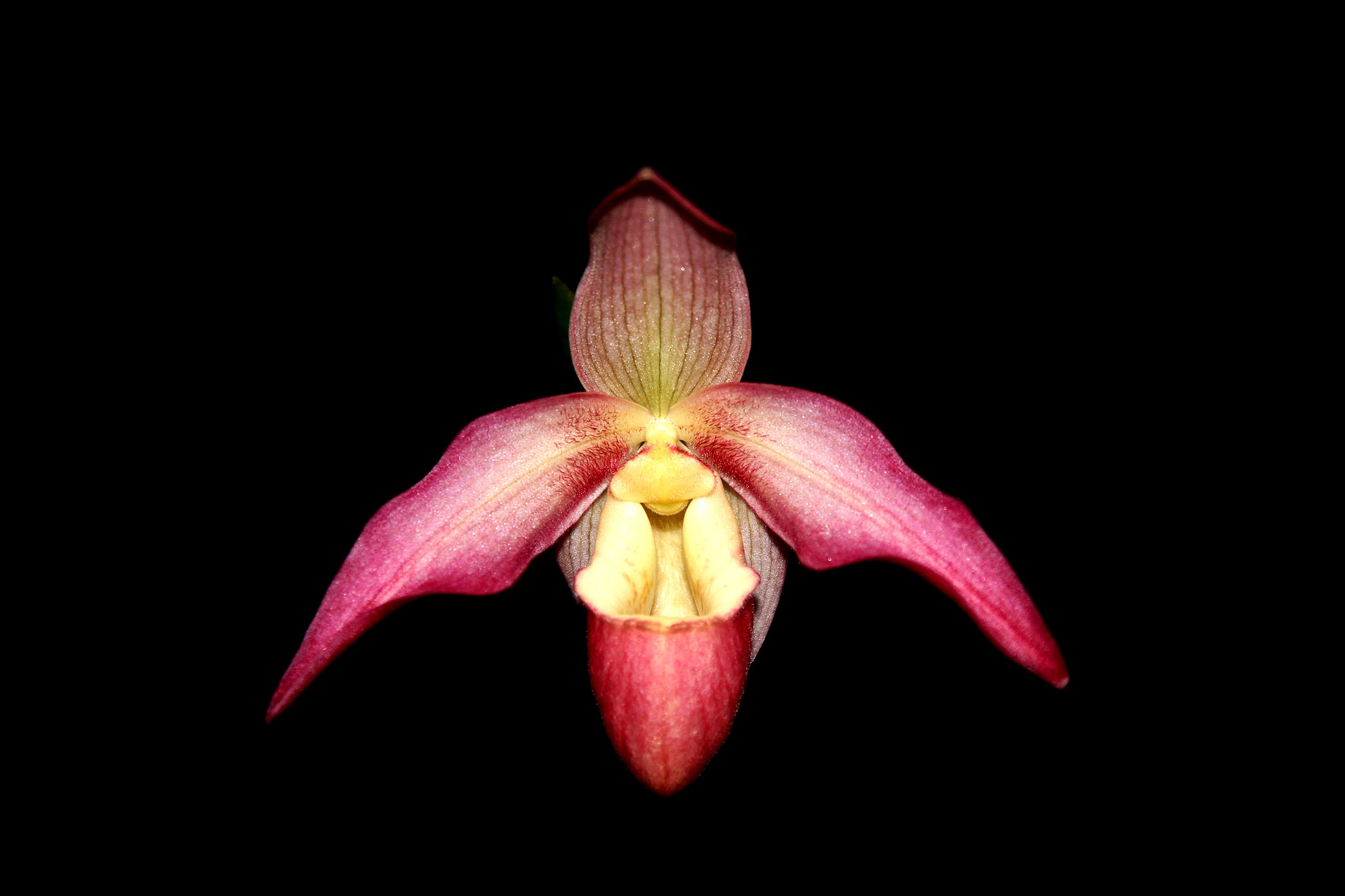 Phragmipedium Bärbel