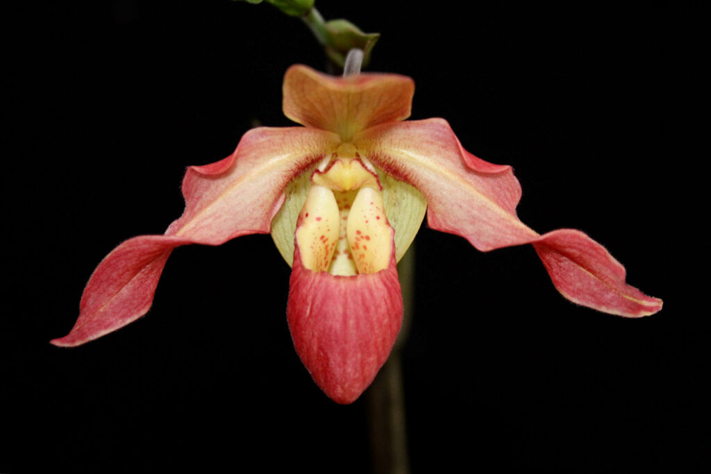 Phragmipedium Eric Young