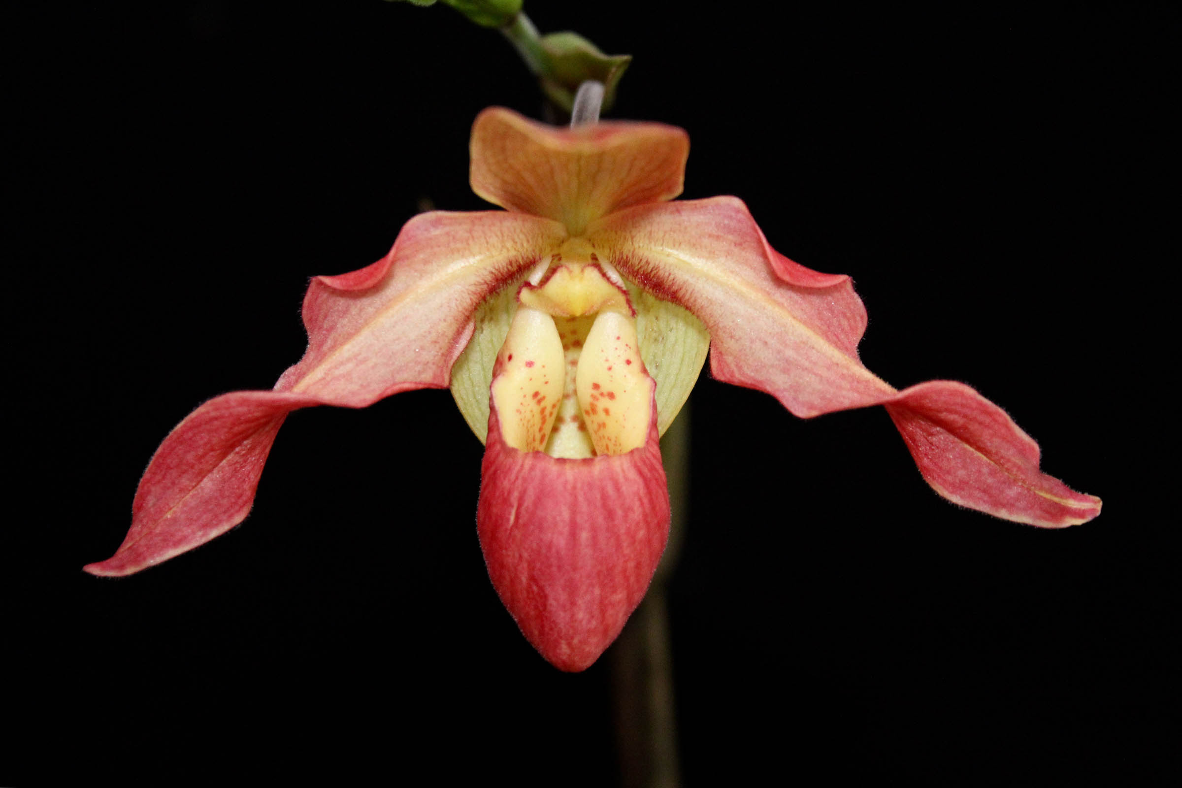 Phragmipedium Eric Young