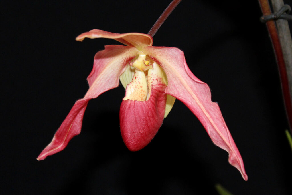 Phragmipedium Eric Young