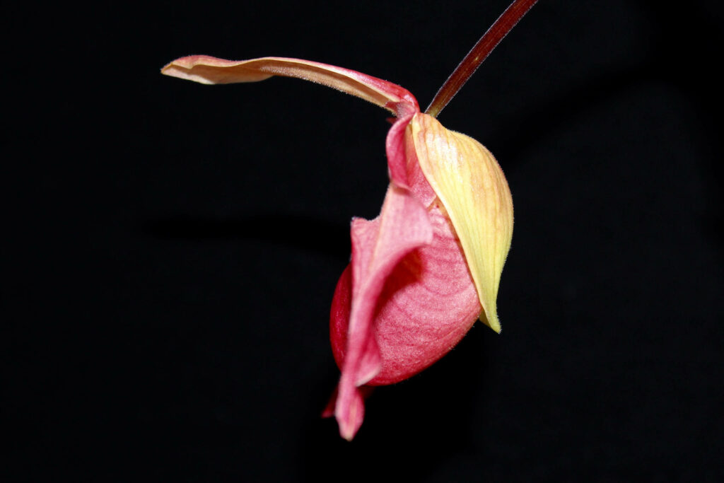 Phragmipedium Eric Young