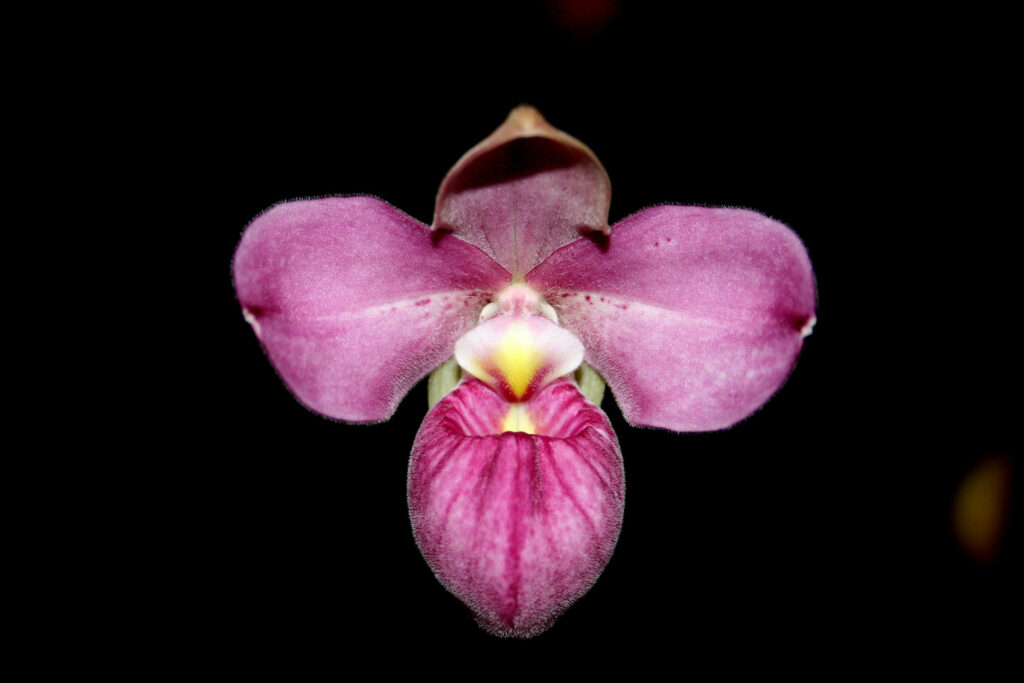 Phragmipedium Eumelia Arias