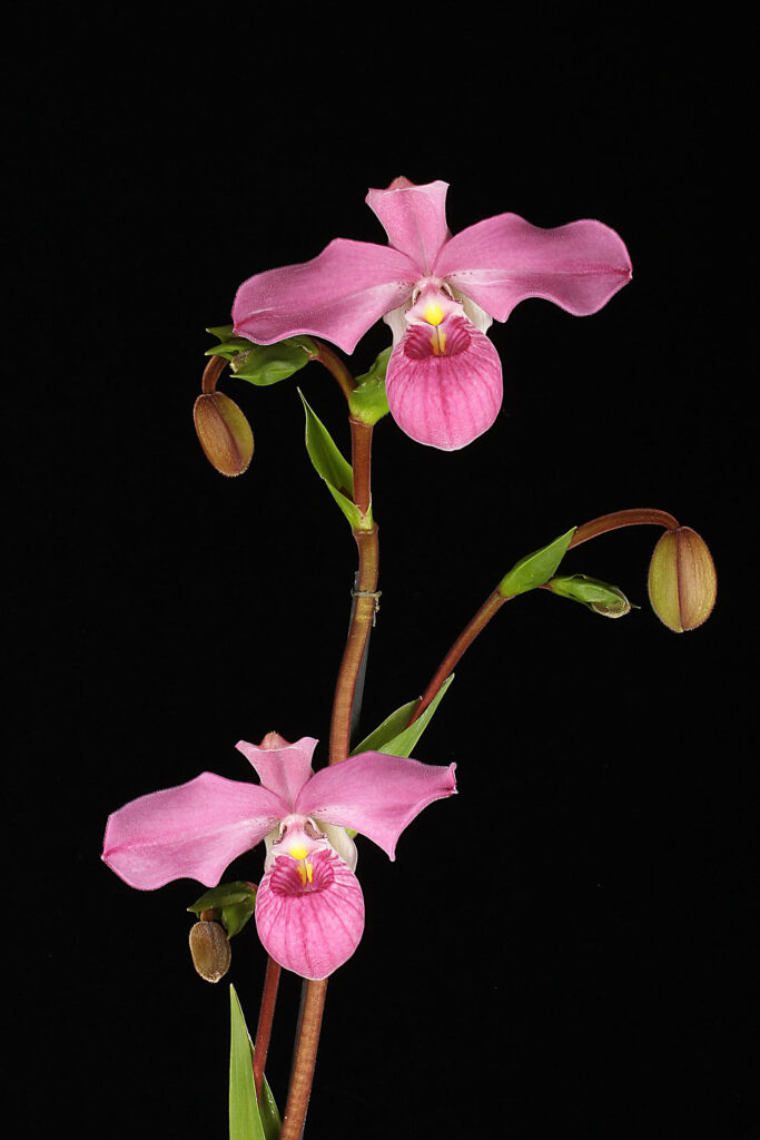 Phragmipedium Eumelia Arias