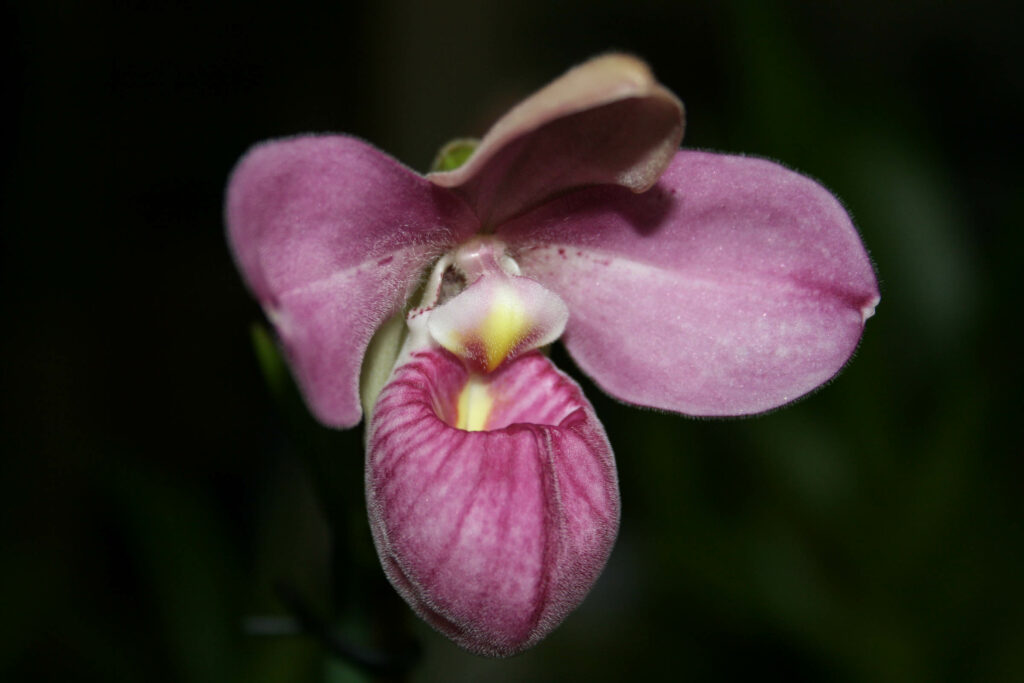 Phragmipedium Eumelia Arias