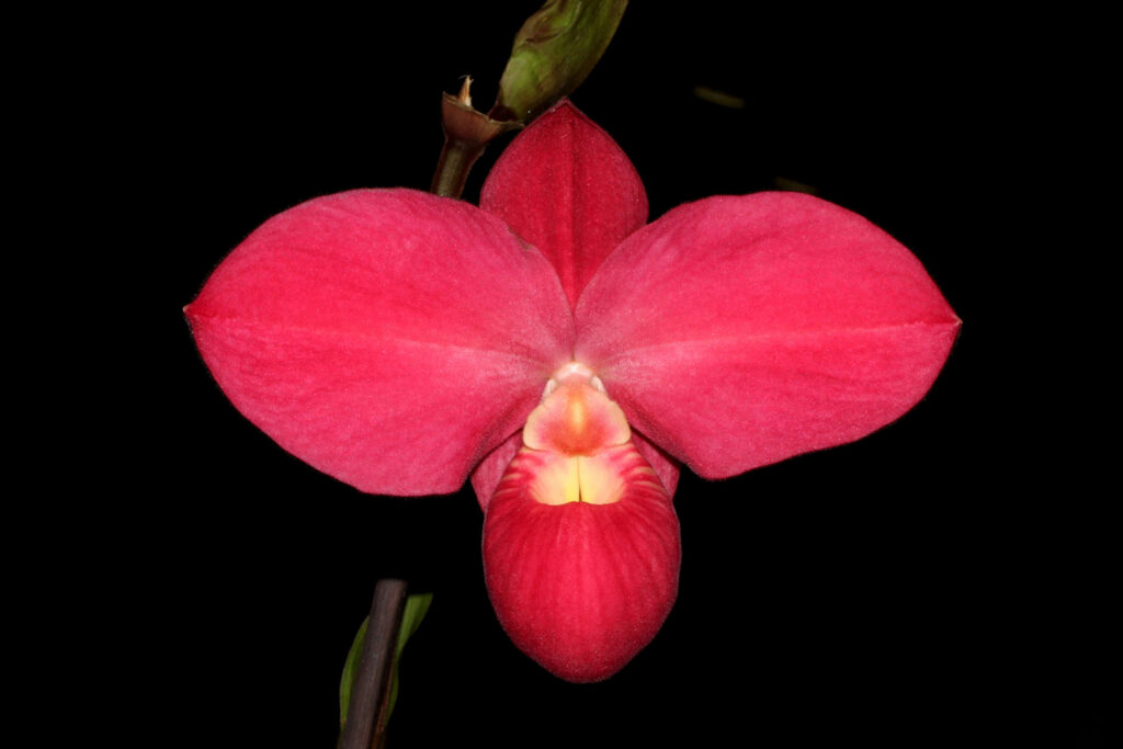 Phragmipedium Fritz Schomburg