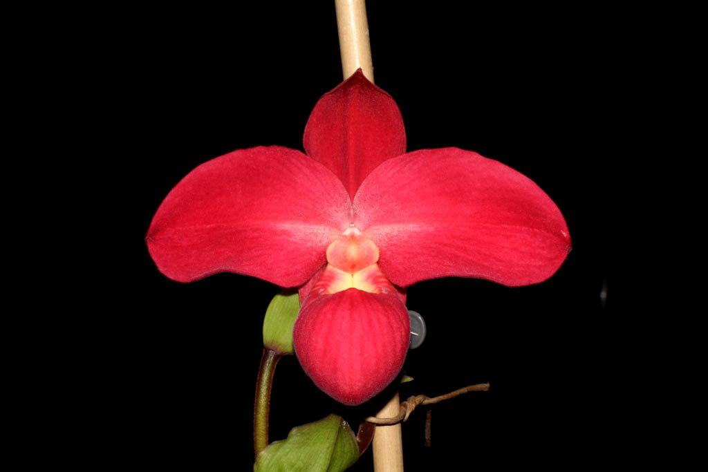 Phragmipedium Fritz Schomburg