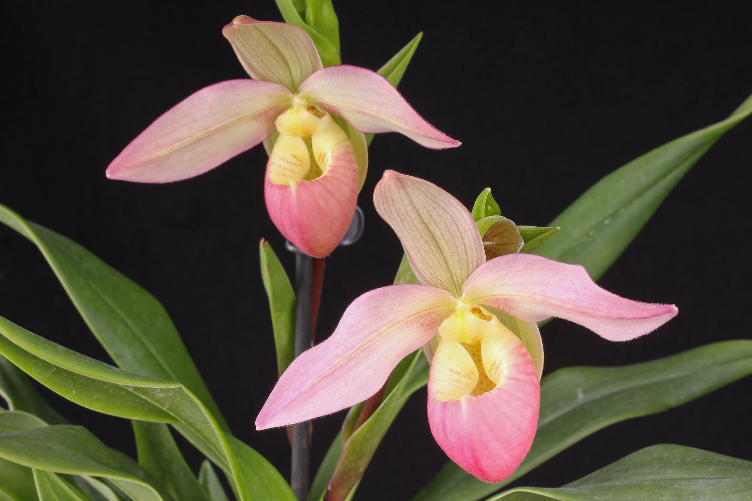 Phragmipedium Grouville