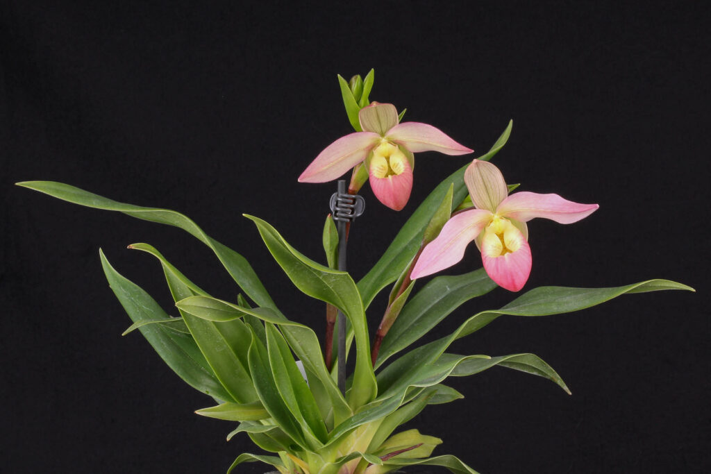 Phragmipedium Grouville