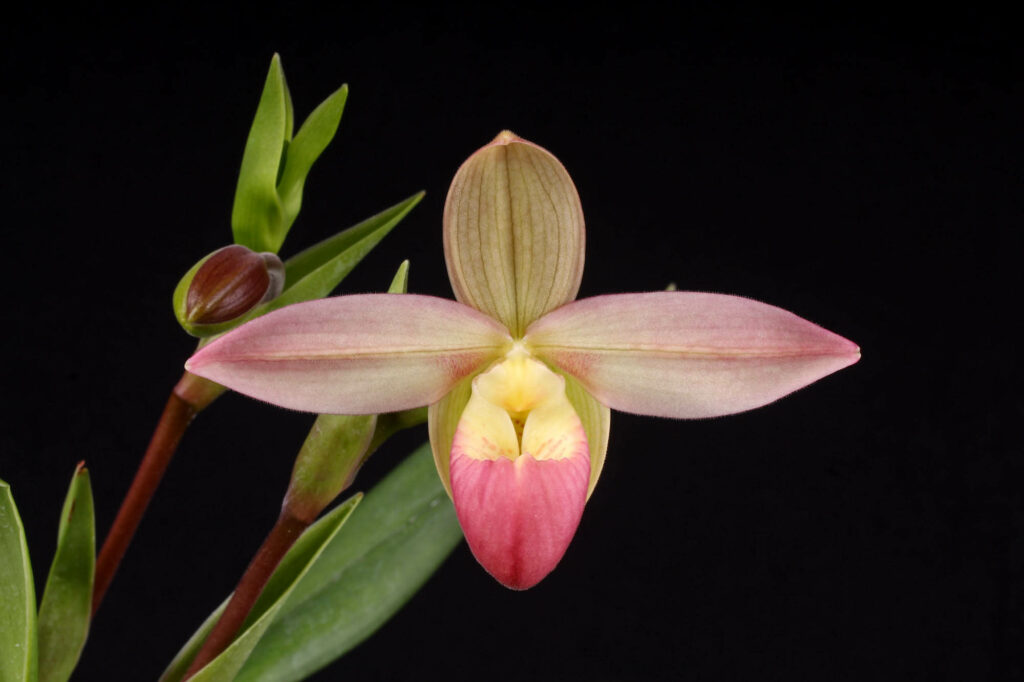 Phragmipedium Grouville