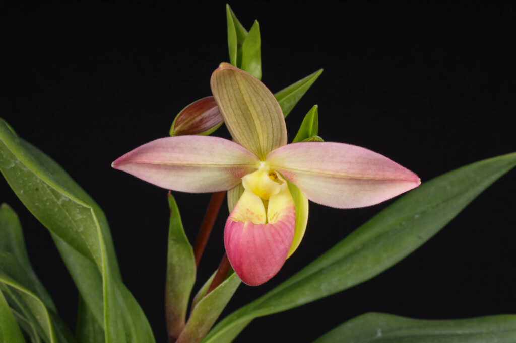 Phragmipedium Grouville