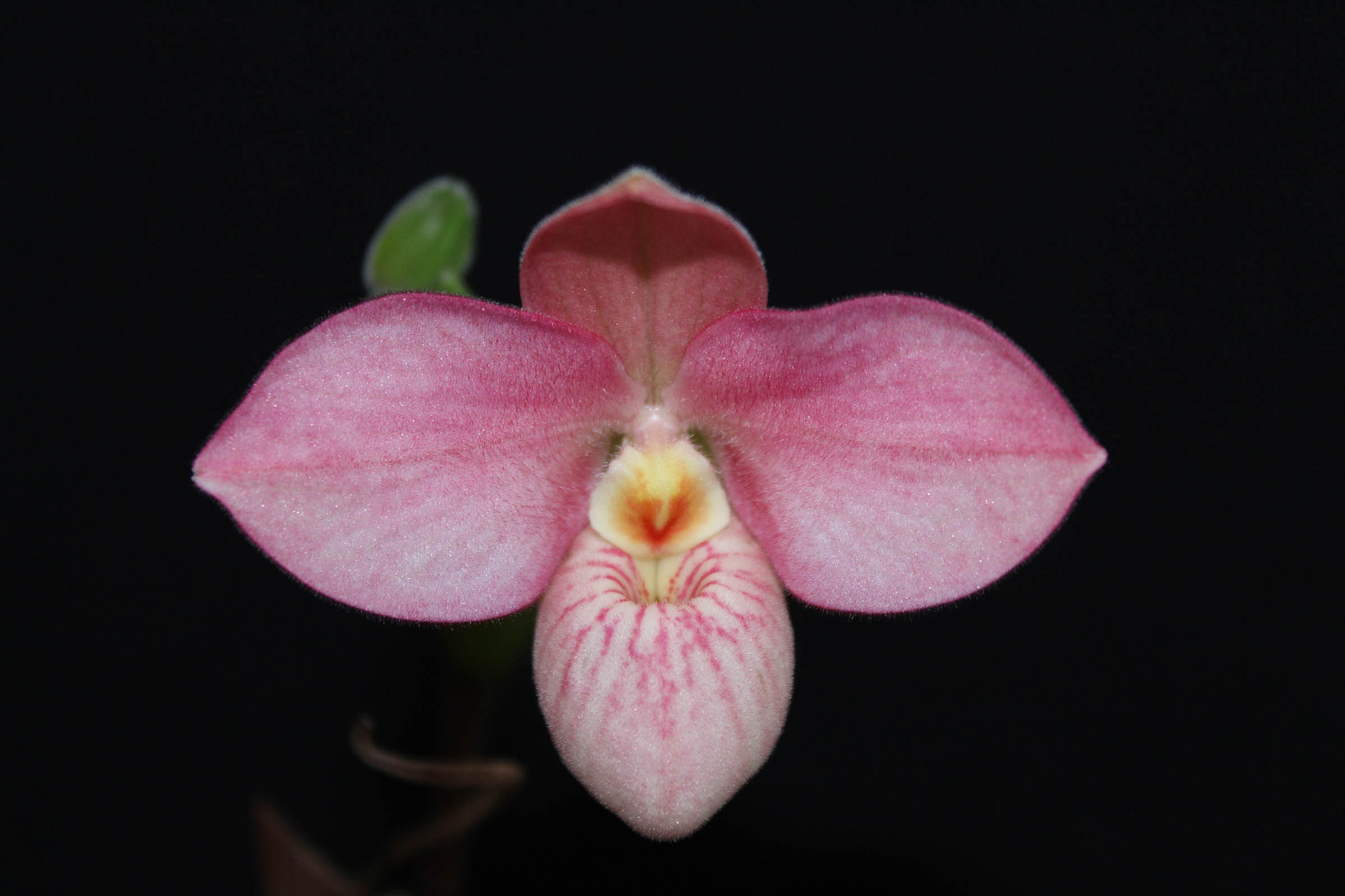 Phragmipedium Hanne Popow