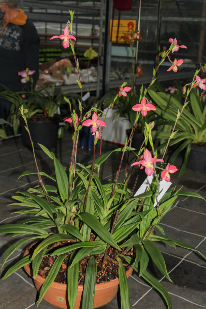 Phragmipedium Hanne Popow