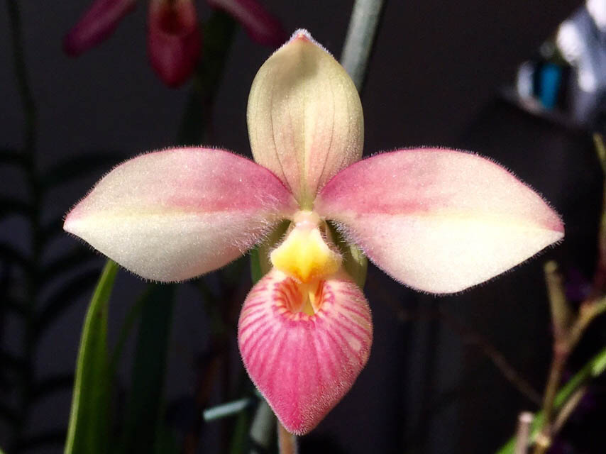 Phragmipedium Hanne Popow