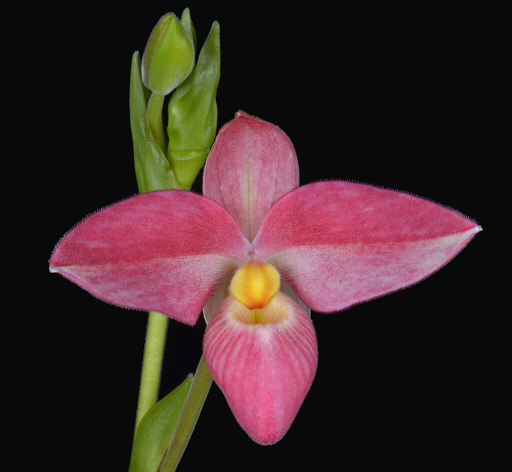 Phragmipedium Hanne Popow