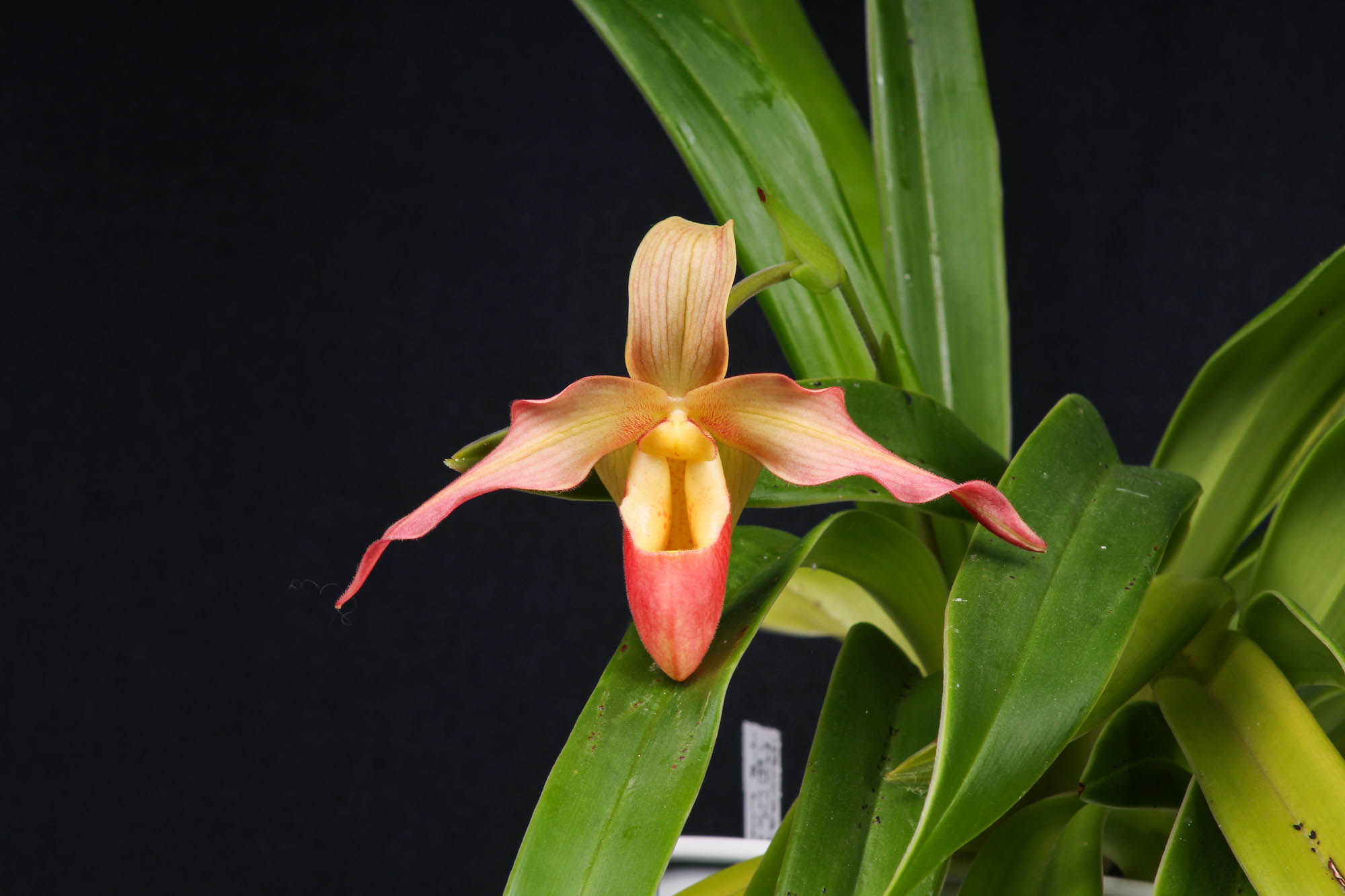 Phragmipedium Mary Bess