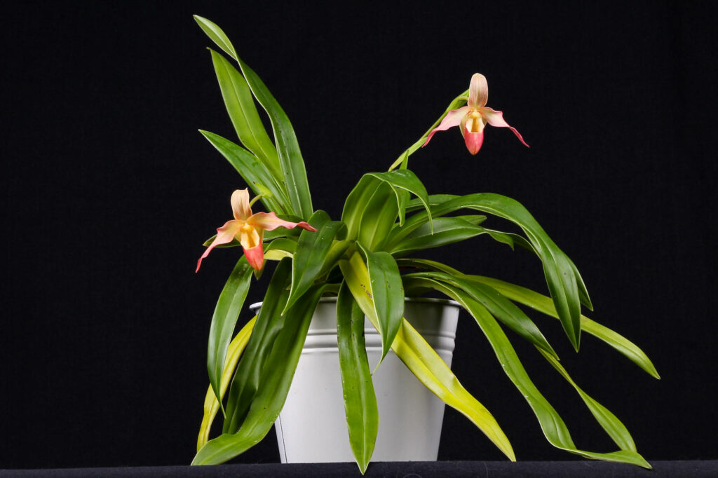 Phragmipedium Mary Bess