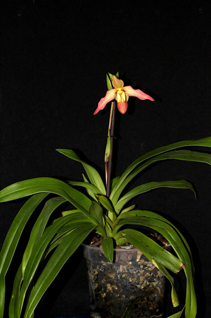 Phragmipedium Mary Bess