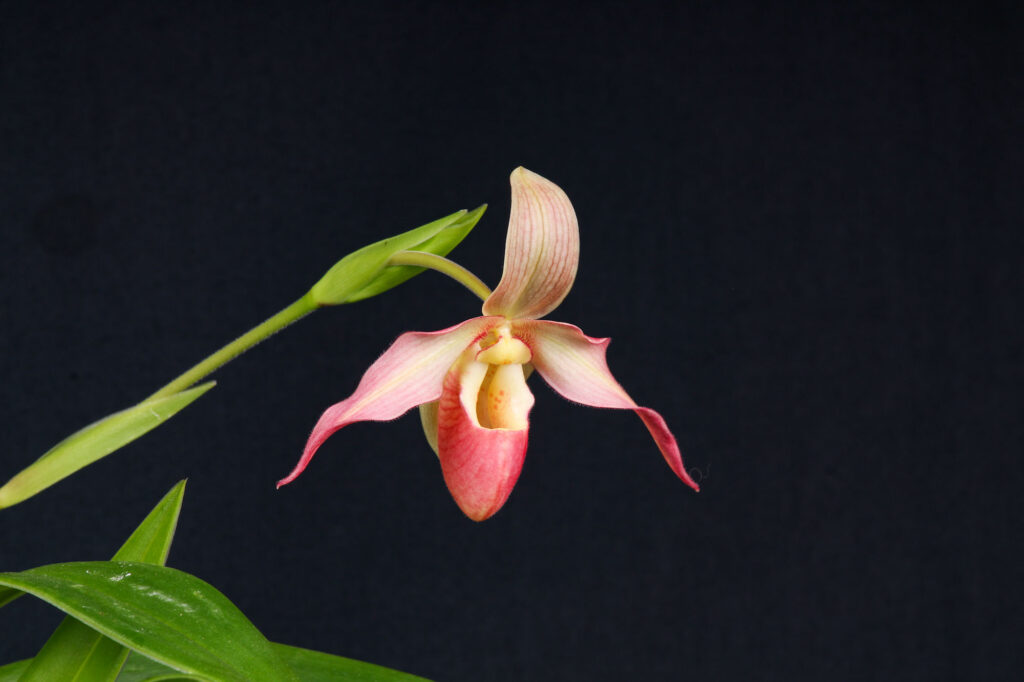 Phragmipedium Mary Bess