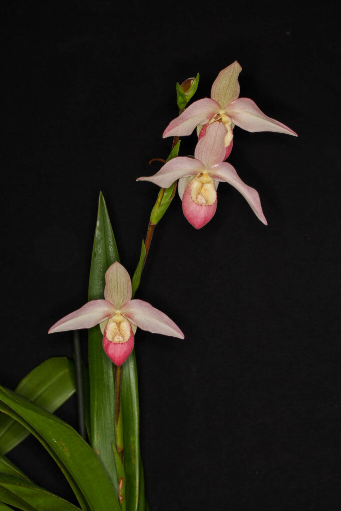 Phragmipedium OS Passion