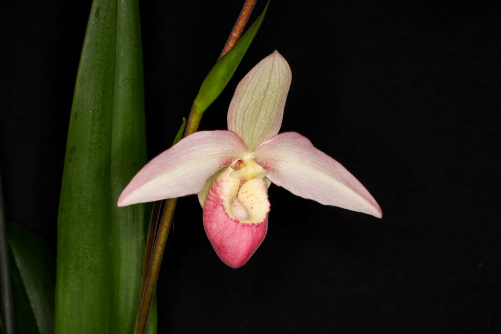 Phragmipedium OS Passion