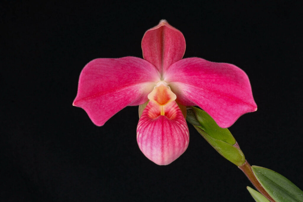 Phragmipedium Peruflora's Cirila Alca