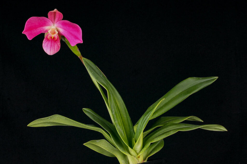 Phragmipedium Peruflora's Cirila Alca