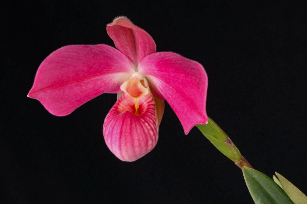 Phragmipedium Peruflora's Cirila Alca