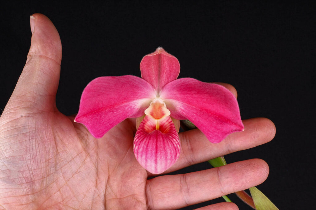 Phragmipedium Peruflora's Cirila Alca