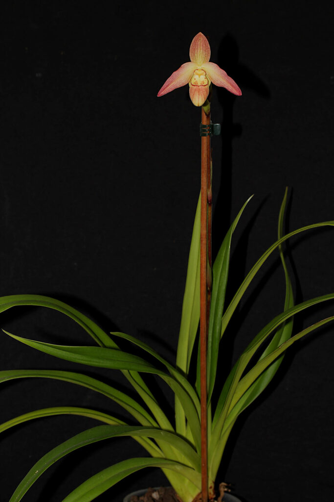 Phragmipedium Petit Anquette