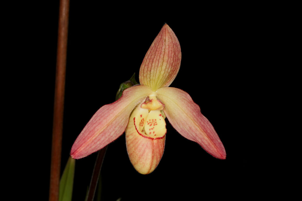 Phragmipedium Petit Anquette