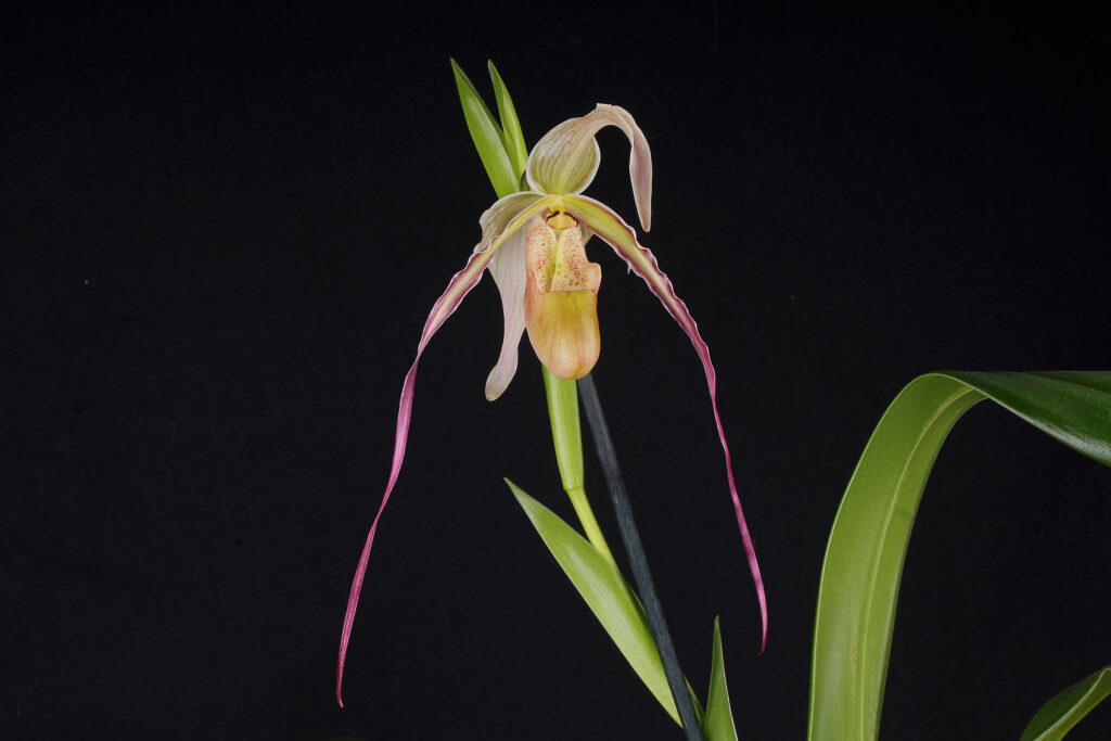 Phragmipedium Rumwall