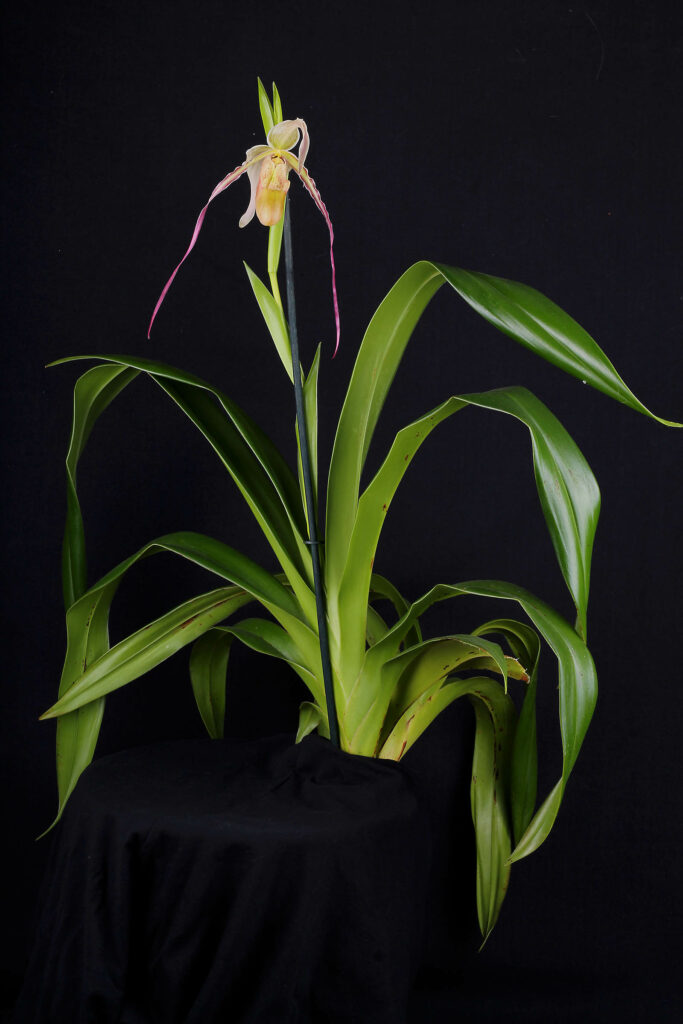 Phragmipedium Rumwall