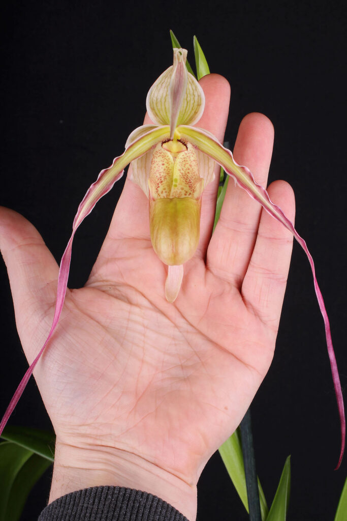 Phragmipedium Rumwall