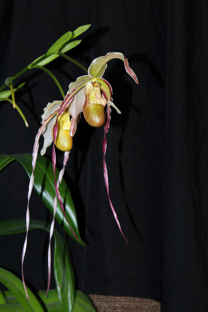 Phragmipedium Rumwall