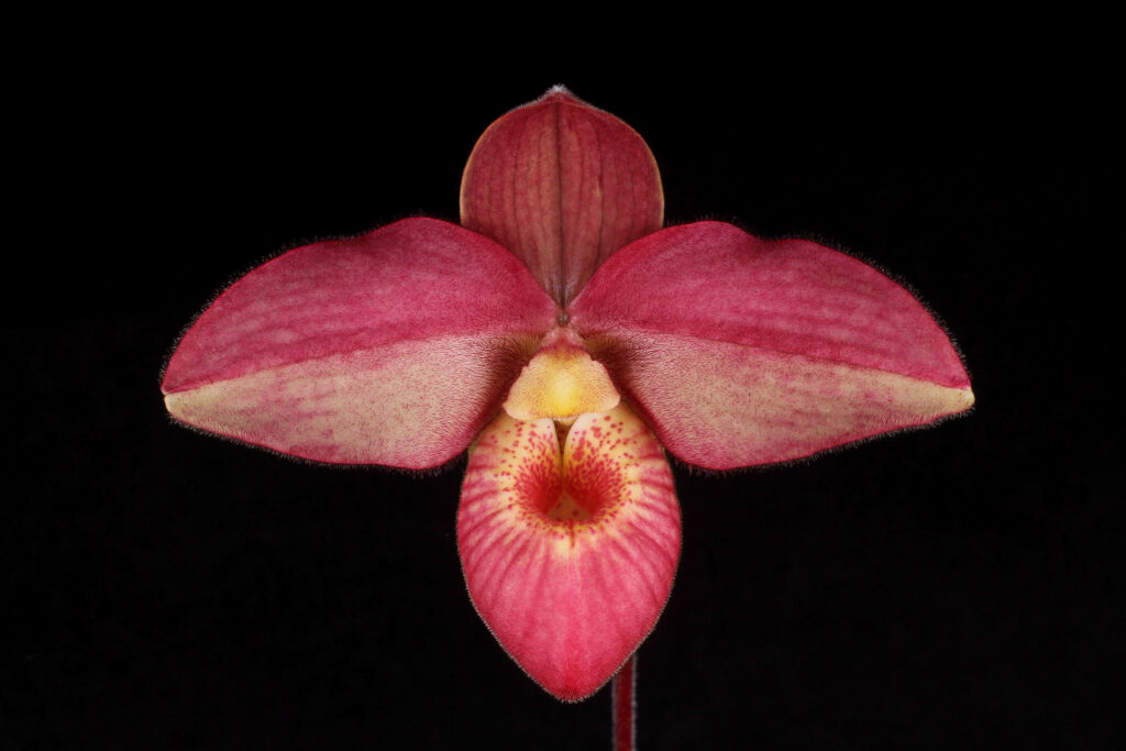 Phragmipedium Woessner Dirndl