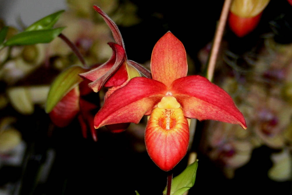 Phragmipedium Wössner Dirndl