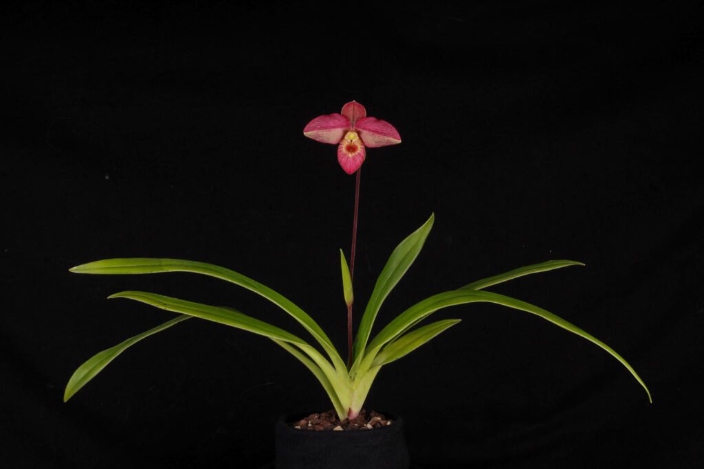 Phragmipedium Wössner Dirndl