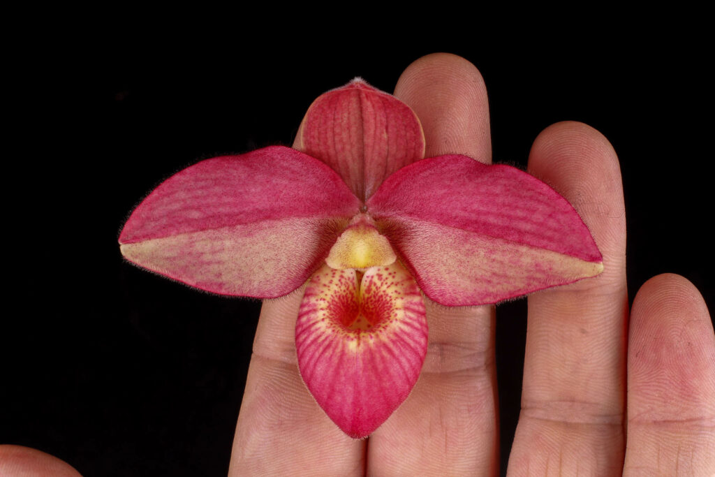 Phragmipedium Wössner Dirndl