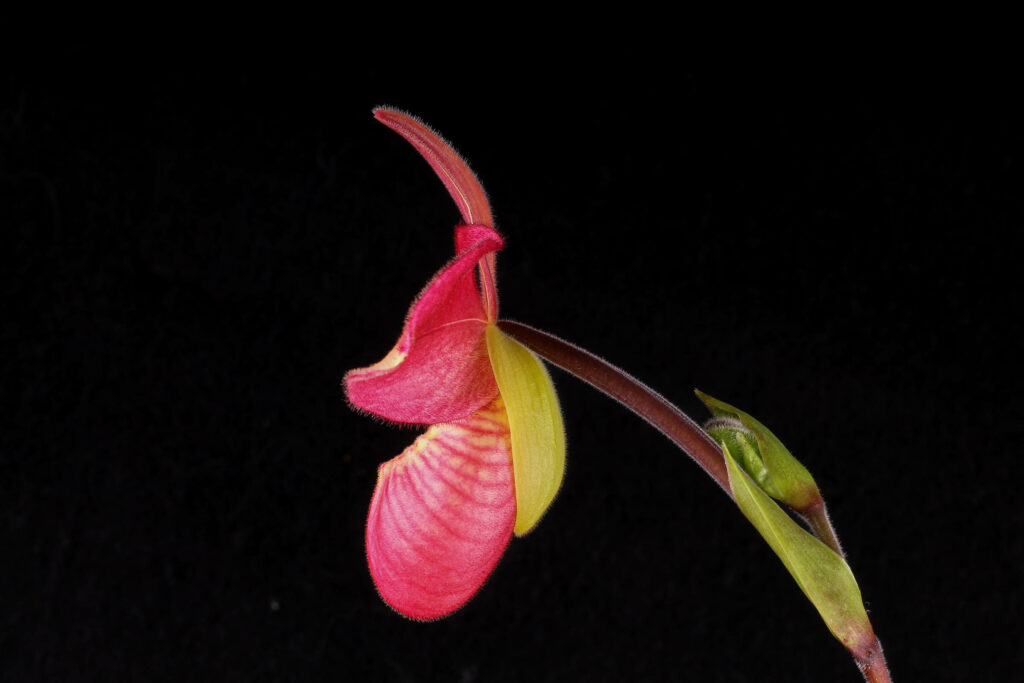 Phragmipedium Wössner Dirndl