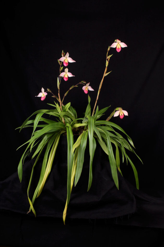 Phragmipedium Wössner Pink 'Zuckersüß'