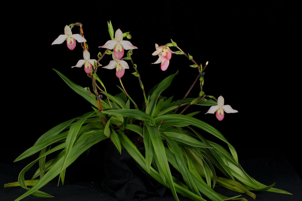 Phragmipedium Wössner Pink 'Zuckersüß'