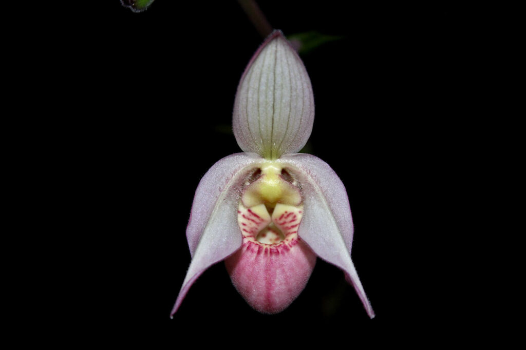 Phragmipedium Wössner Rosenrot