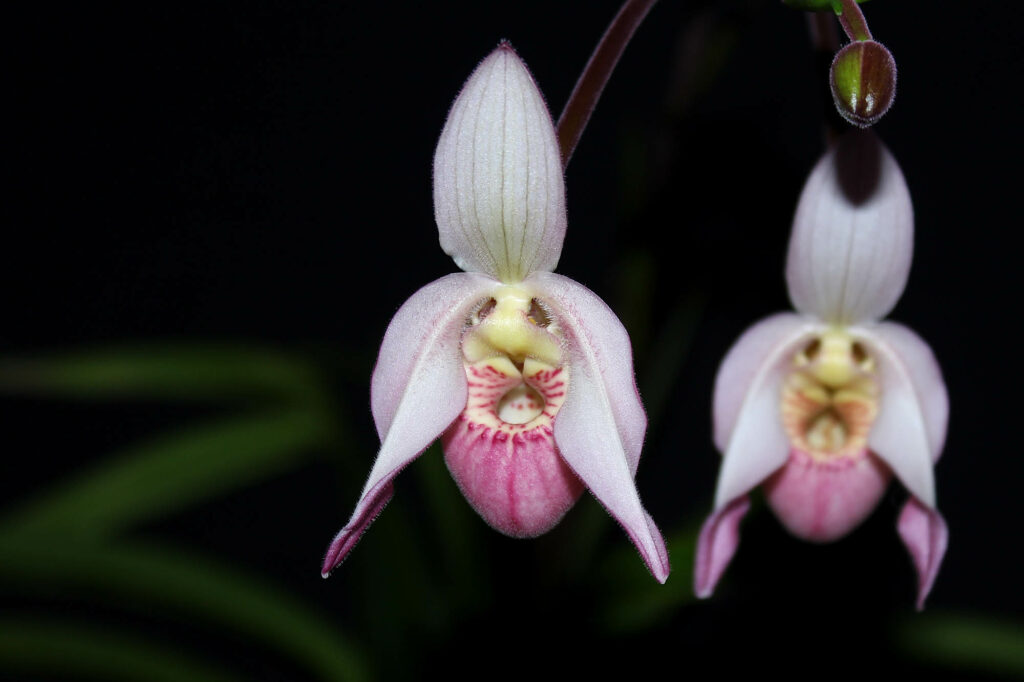 Phragmipedium Wössner Rosenrot