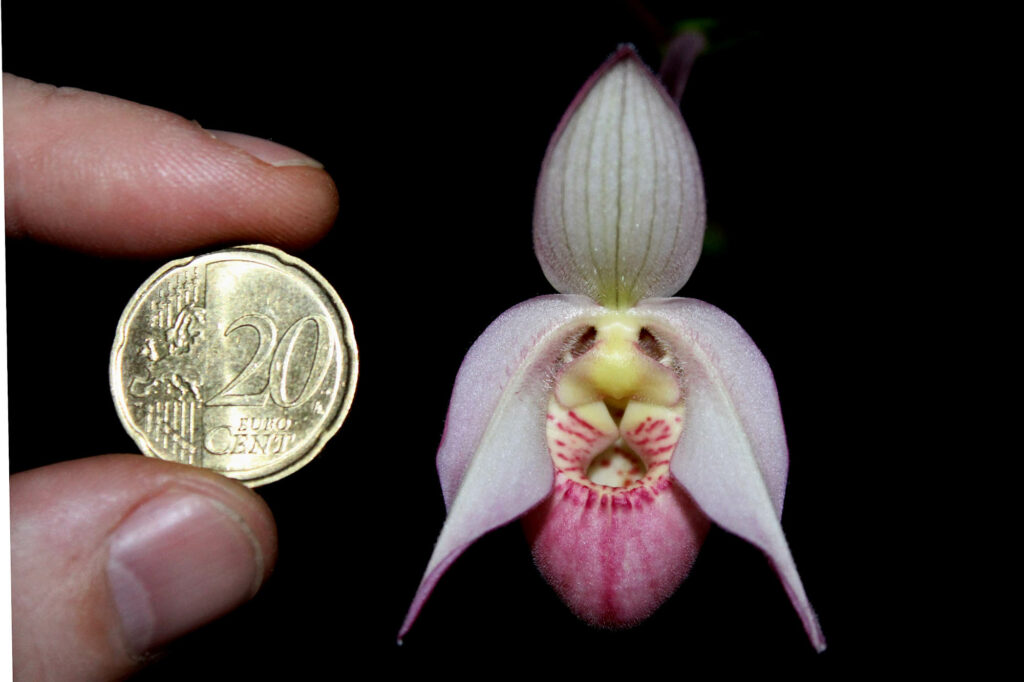 Phragmipedium Wössner Rosenrot