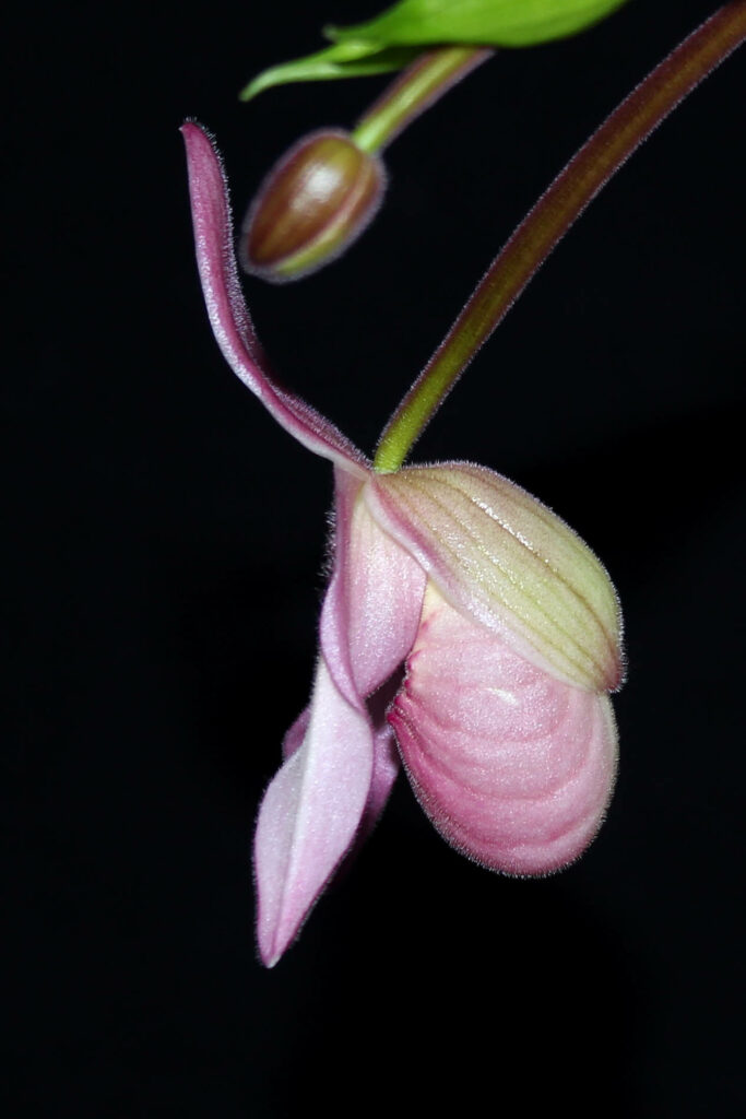 Phragmipedium Wössner Rosenrot